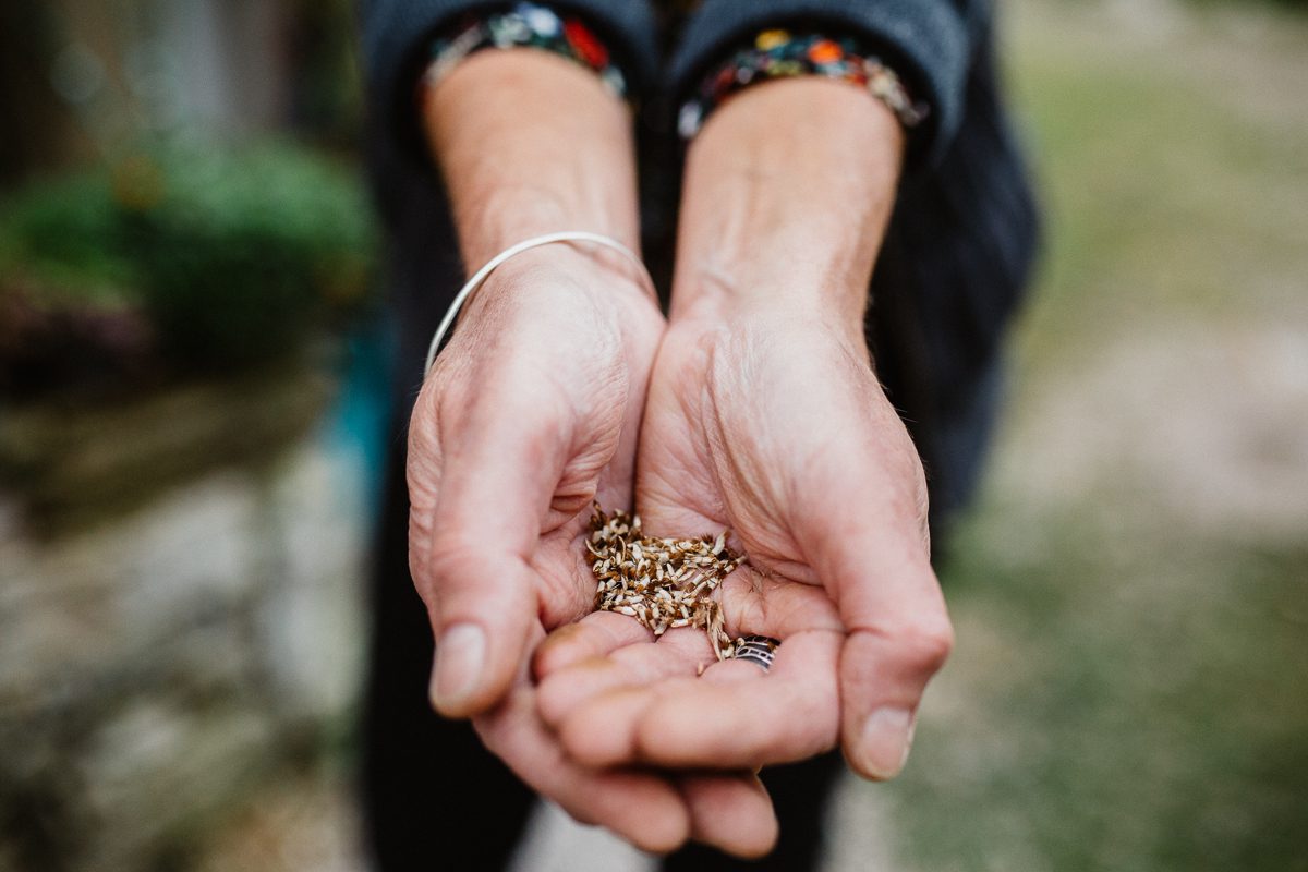 Picking Posies