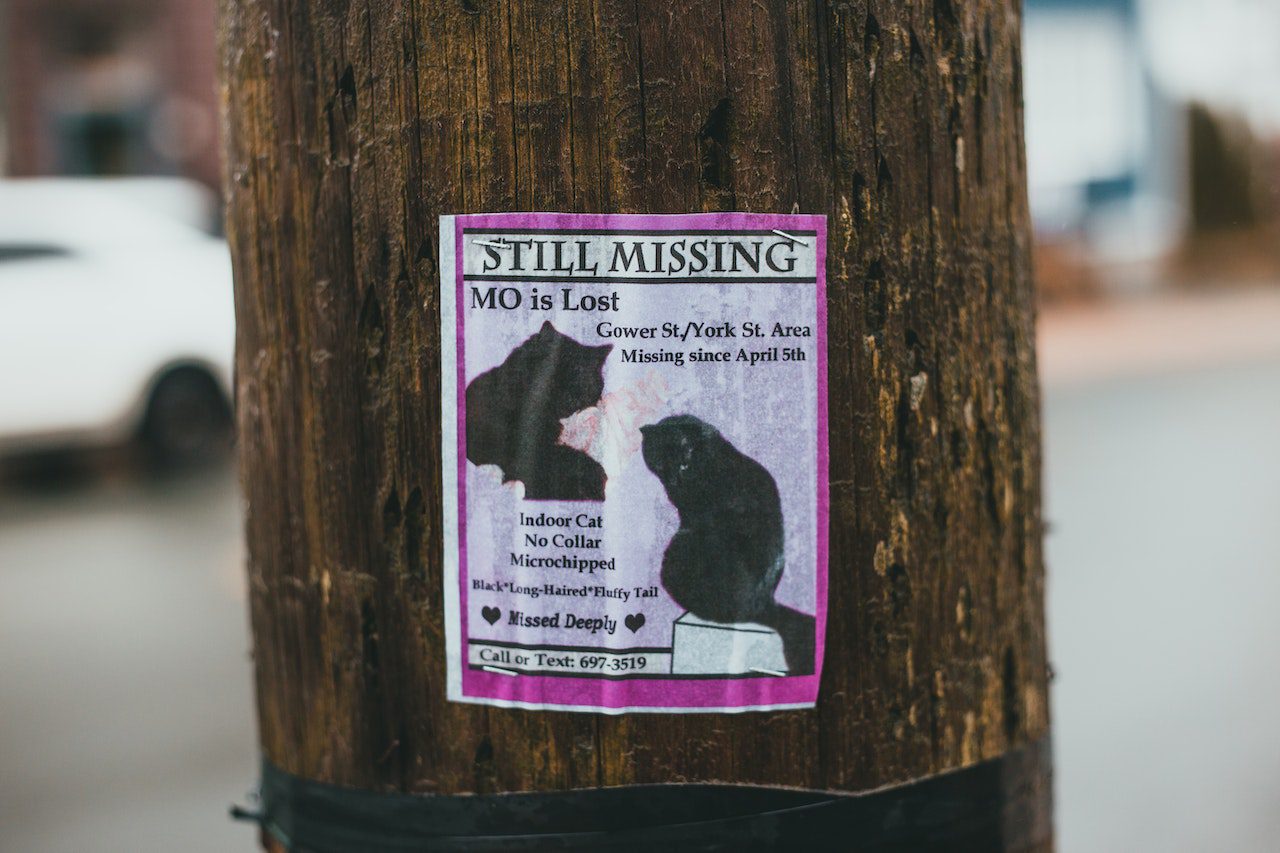 No one believes in advertising until their cat goes missing
